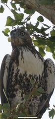 Buteo jamaicensis