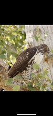 Buteo jamaicensis