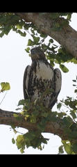Buteo jamaicensis
