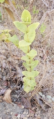 Lippia rotundifolia