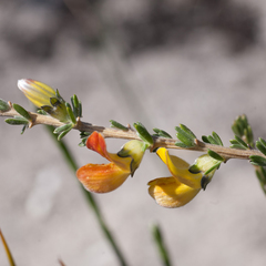 Aspalathus oblongifolia