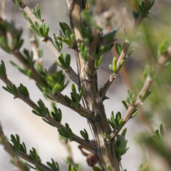 Aspalathus oblongifolia