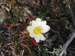 Dryas integrifolia
