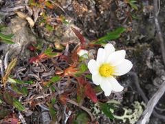 Dryas integrifolia