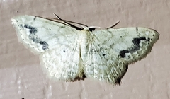 Scopula compensata