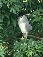 Nycticorax nycticorax