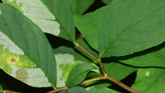 Leucanthiza dircella