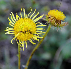 Berkheya radula