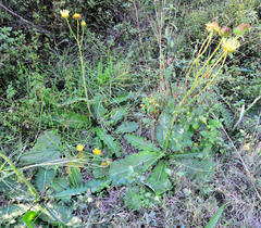 Berkheya radula