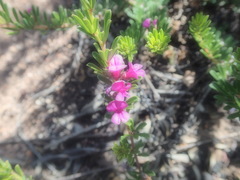 Indigofera pappei