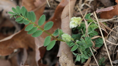 Astragalus crassicarpus trichocalyx
