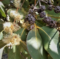 Eucalyptus neglecta