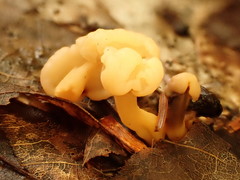 Cudonia lutea