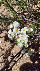 Heliotropium myosotifolium
