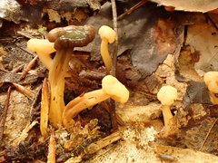 Cudonia lutea