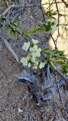 Heliotropium myosotifolium
