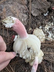 Russula