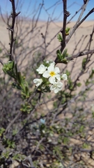 Heliotropium myosotifolium