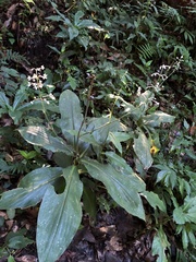 Pollia japonica