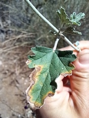 Sphaeralcea mendocina