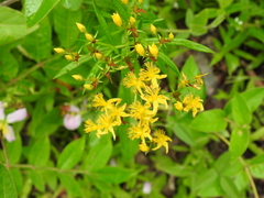 Hypericum adpressum