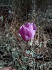 Sphaeralcea mendocina