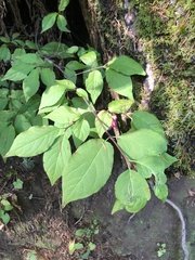 Euonymus occidentalis