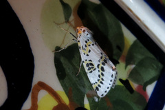 Philtraea elegantaria