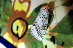 Philtraea elegantaria