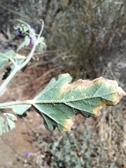 Sphaeralcea mendocina