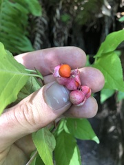 Euonymus occidentalis