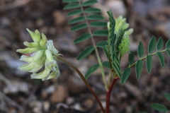 Astragalus crassicarpus trichocalyx
