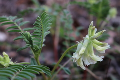 Astragalus crassicarpus trichocalyx