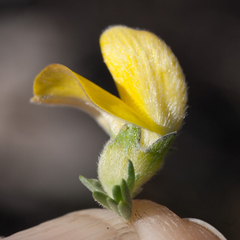 Aspalathus oblongifolia