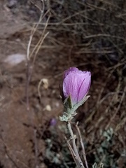 Sphaeralcea mendocina