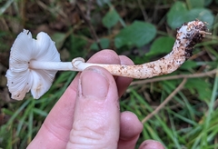 Leucoagaricus flammeotinctoides