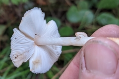 Leucoagaricus flammeotinctoides