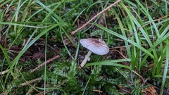 Leucoagaricus flammeotinctoides