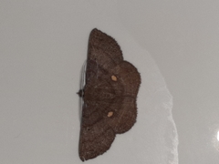 Parilexia cermala