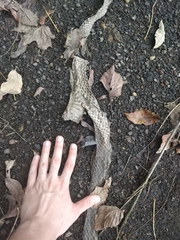 Nerodia sipedon sipedon