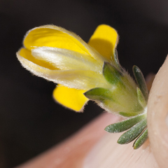 Aspalathus oblongifolia