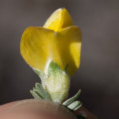 Aspalathus oblongifolia
