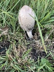 Coprinus comatus
