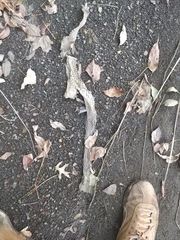 Nerodia sipedon sipedon