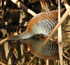 Rallus caerulescens