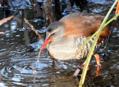 Rallus caerulescens