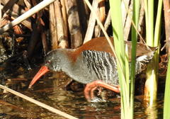 Rallus caerulescens