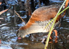 Rallus caerulescens