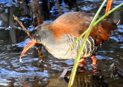 Rallus caerulescens