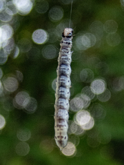 Scolecocampa